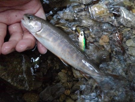 大増水の渓流で苦戦 ～長良川水系～